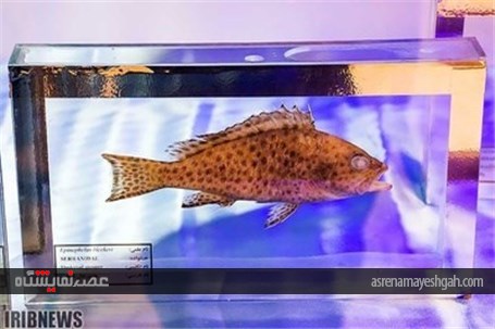 گزارش تصویری نمایشگاه صدف در اصفهان