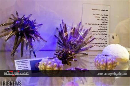 گزارش تصویری نمایشگاه صدف در اصفهان