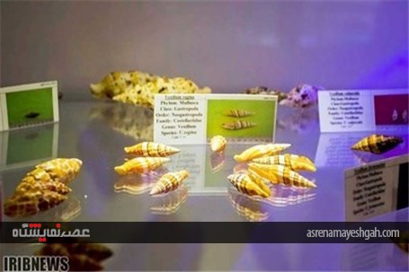 گزارش تصویری نمایشگاه صدف در اصفهان