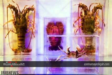 گزارش تصویری نمایشگاه صدف در اصفهان