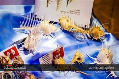 گزارش تصویری نمایشگاه صدف در اصفهان