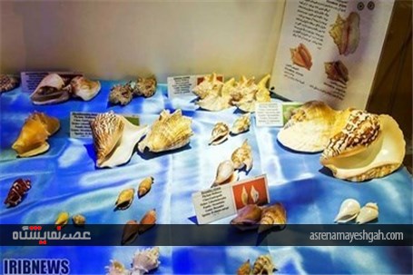 گزارش تصویری نمایشگاه صدف در اصفهان