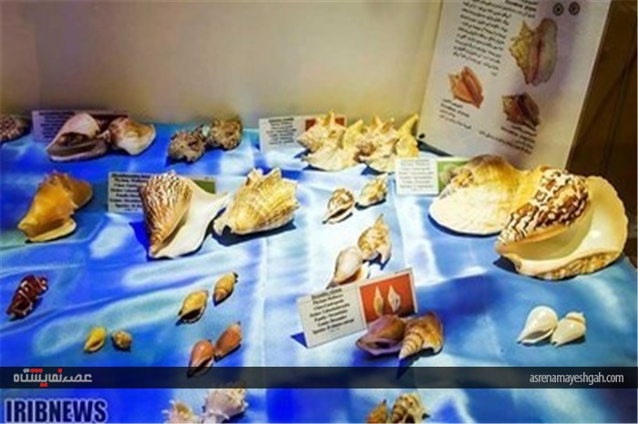گزارش تصویری نمایشگاه صدف در اصفهان