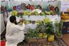 گزارش تصویری نمایشگاه محصولات کشاورزی و دامداری در غرب افغانستان