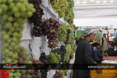 گزارش تصویری نمایشگاه محصولات کشاورزی و دامداری در غرب افغانستان