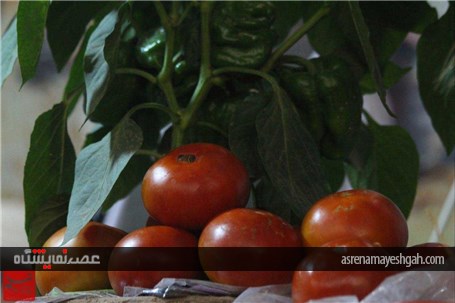 گزارش تصویری نمایشگاه محصولات کشاورزی و دامداری در غرب افغانستان