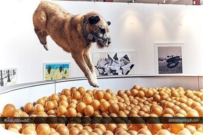 اولین نمایشگاه هنری جهان برای سگ ها (+عکس)
