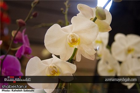 گزارش تصویری اختتامیه هشتمین نمایشگاه فصلی گل و گیاه و جشنواره گلهای پائیزی
