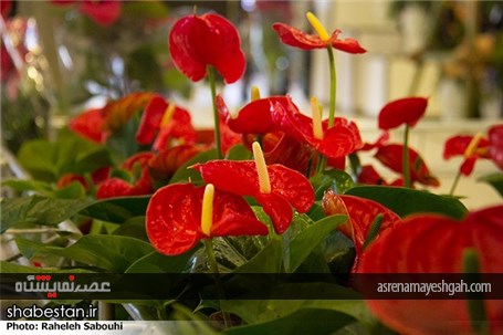 گزارش تصویری اختتامیه هشتمین نمایشگاه فصلی گل و گیاه و جشنواره گلهای پائیزی