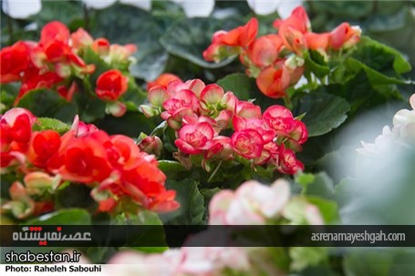 گزارش تصویری اختتامیه هشتمین نمایشگاه فصلی گل و گیاه و جشنواره گلهای پائیزی