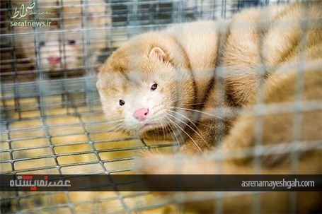 گزارش تصویری نمایشگاه کشاورزی در مسکو