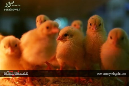 گزارش تصویری نمایشگاه کشاورزی در مسکو