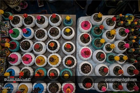 گزارش تصویری چهارمین نمایشگاه گل و گیاه در قزوین