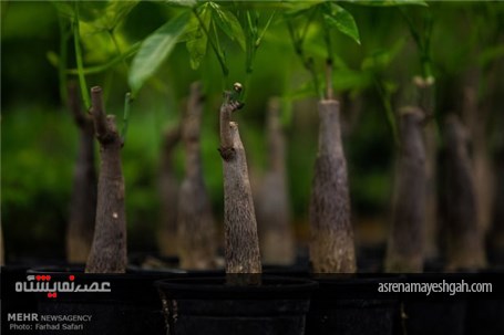 گزارش تصویری چهارمین نمایشگاه گل و گیاه در قزوین
