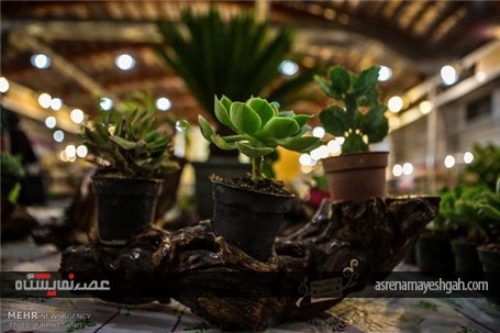 گزارش تصویری چهارمین نمایشگاه گل و گیاه در قزوین