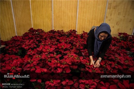 گزارش تصویری چهارمین نمایشگاه گل و گیاه در قزوین