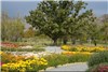 گزارش تصویری نمایشگاه گل های داودی در در باغ ملی گیاه شناسی
