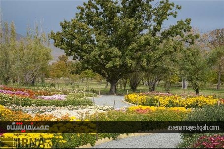 گزارش تصویری نمایشگاه گل های داودی در در باغ ملی گیاه شناسی