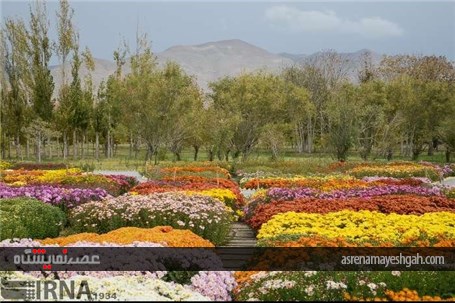 گزارش تصویری نمایشگاه گل های داودی در در باغ ملی گیاه شناسی