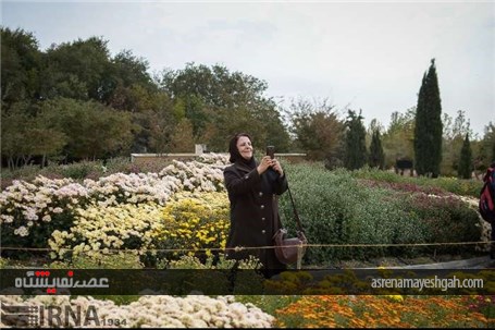 گزارش تصویری نمایشگاه گل های داودی در در باغ ملی گیاه شناسی