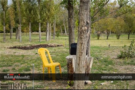 گزارش تصویری نمایشگاه گل های داودی در در باغ ملی گیاه شناسی