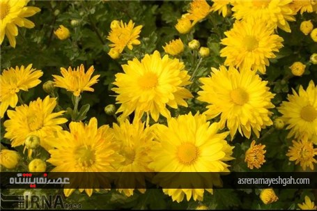 گزارش تصویری نمایشگاه گل های داودی در در باغ ملی گیاه شناسی