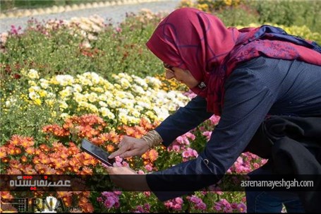 گزارش تصویری نمایشگاه گل های داودی در در باغ ملی گیاه شناسی