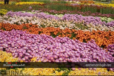 گزارش تصویری نمایشگاه گل های داودی در در باغ ملی گیاه شناسی