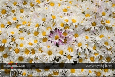 گزارش تصویری نمایشگاه گل های داودی در در باغ ملی گیاه شناسی