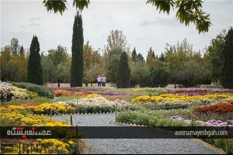گزارش تصویری نمایشگاه گل های داودی در در باغ ملی گیاه شناسی