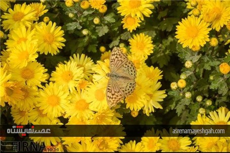 گزارش تصویری نمایشگاه گل های داودی در در باغ ملی گیاه شناسی