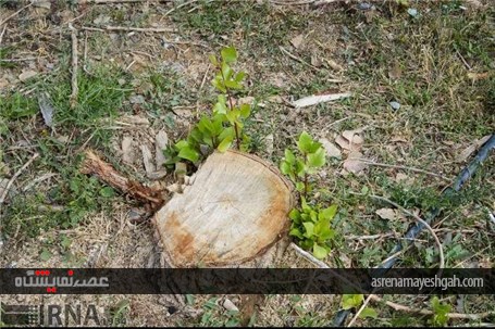 گزارش تصویری نمایشگاه گل های داودی در در باغ ملی گیاه شناسی