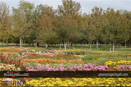 گزارش تصویری نمایشگاه گل های داودی در در باغ ملی گیاه شناسی