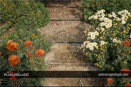 گزارش تصویری نمایشگاه گل های داودی در در باغ ملی گیاه شناسی