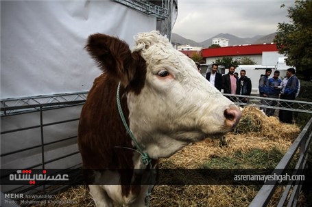 پانزدهمین نمایشگاه بین المللی دام و طیور
