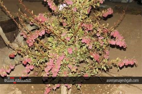 گزارش تصویری نمایشگاه پاییز بهاری در قاین