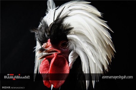 گزارش تصویری نمایشگاه مرغ و خروس ها در انگلیس‎
