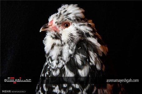 گزارش تصویری نمایشگاه مرغ و خروس ها در انگلیس‎