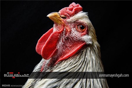 گزارش تصویری نمایشگاه مرغ و خروس ها در انگلیس‎
