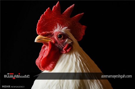 گزارش تصویری نمایشگاه مرغ و خروس ها در انگلیس‎