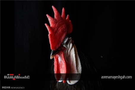 گزارش تصویری نمایشگاه مرغ و خروس ها در انگلیس‎