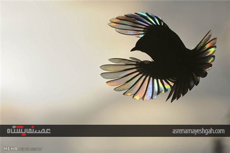 گزارش تصویری از برگزاری نمایشگاه عکس های سال با موضوع حیات وحش در موزه تاریخ طبیعی لندن