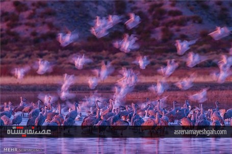گزارش تصویری از برگزاری نمایشگاه عکس های سال با موضوع حیات وحش در موزه تاریخ طبیعی لندن