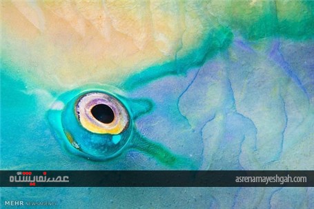 گزارش تصویری از برگزاری نمایشگاه عکس های سال با موضوع حیات وحش در موزه تاریخ طبیعی لندن