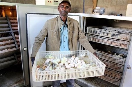 نمایشگاه فناوری‌های کشاورزی در تانزانیا برگزار می‌شود