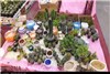 گزارش تصویری از نمایشگاه گل و گیاه، صنایع دستی، سوغات و هدایا استان سمنان