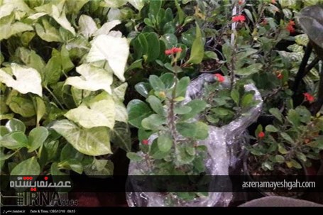 گزارش تصویری از نمایشگاه گل و گیاه، صنایع دستی، سوغات و هدایا استان سمنان