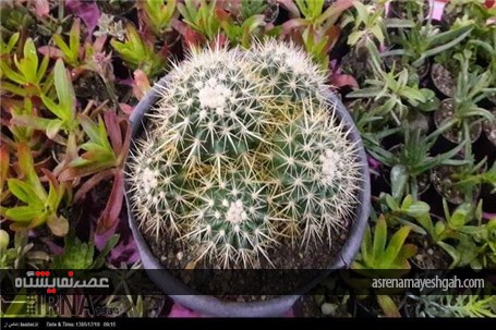 گزارش تصویری از نمایشگاه گل و گیاه، صنایع دستی، سوغات و هدایا استان سمنان
