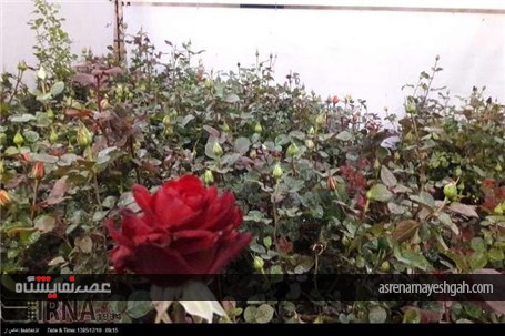 گزارش تصویری از نمایشگاه گل و گیاه، صنایع دستی، سوغات و هدایا استان سمنان