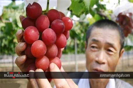 برگزاری نمایشگاه میوه های میلیونی در ژاپن +تصاویر